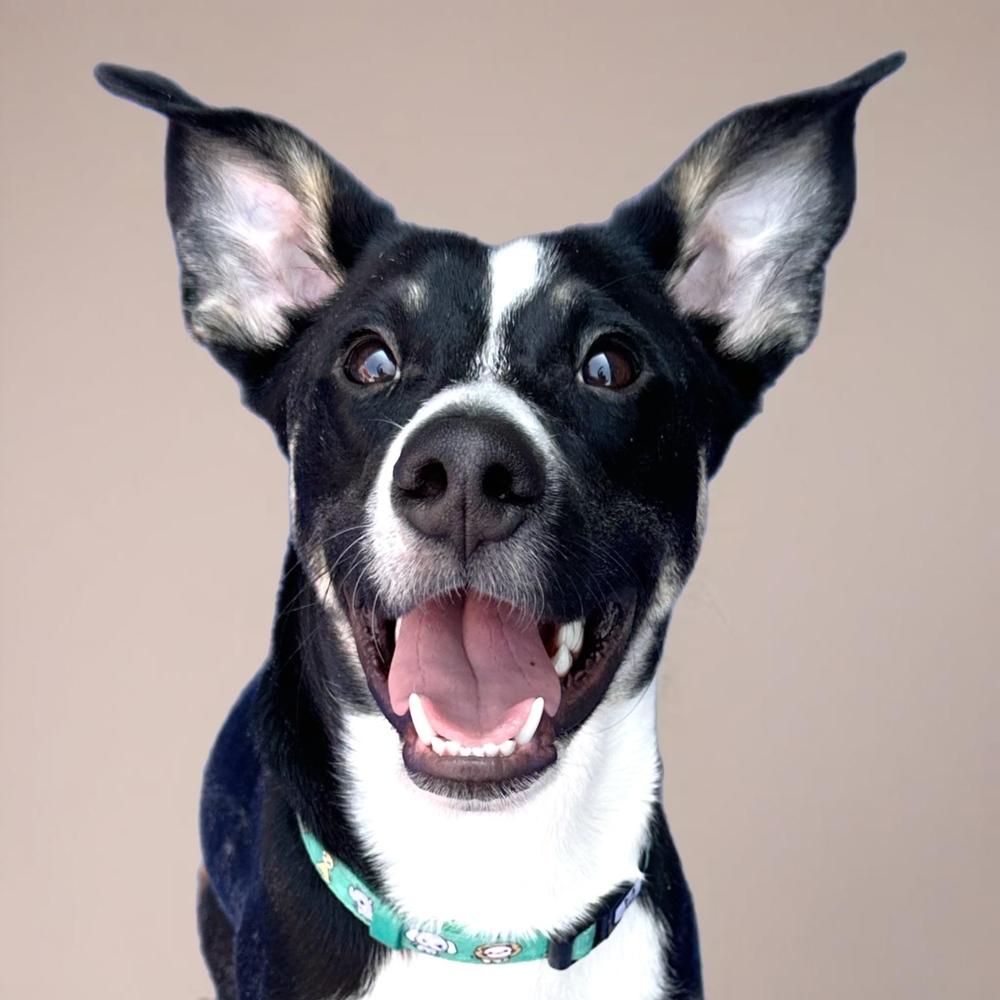 Hearts of Gold - Corazon, an adoptable Husky, Australian Cattle Dog / Blue Heeler in Lakewood, CO, 80227 | Photo Image 3