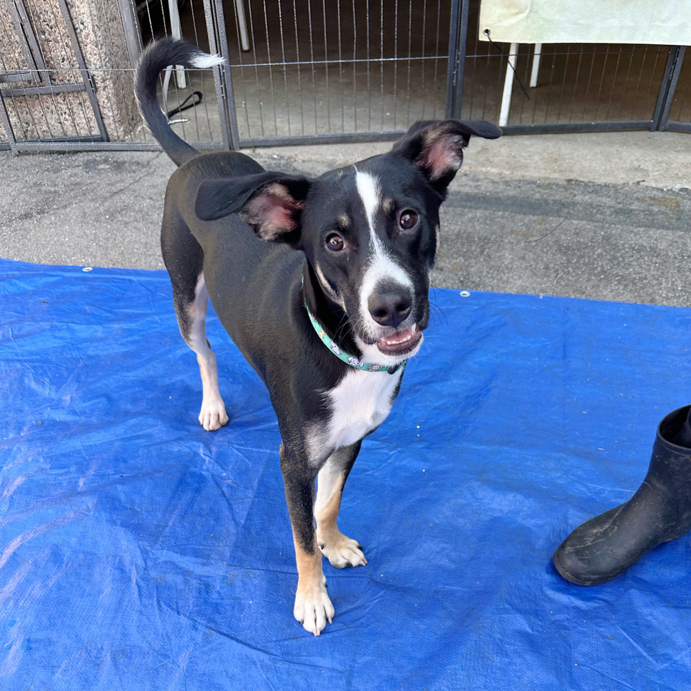 Hearts of Gold - Corazon, an adoptable Husky, Australian Cattle Dog / Blue Heeler in Lakewood, CO, 80227 | Photo Image 4