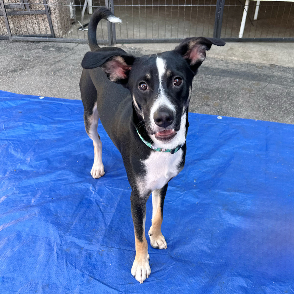 Hearts of Gold - Corazon, an adoptable Husky, Australian Cattle Dog / Blue Heeler in Lakewood, CO, 80227 | Photo Image 5