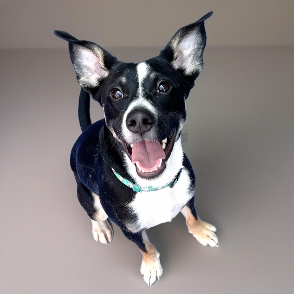 Hearts of Gold - Corazon, an adoptable Husky, Australian Cattle Dog / Blue Heeler in Lakewood, CO, 80227 | Photo Image 6