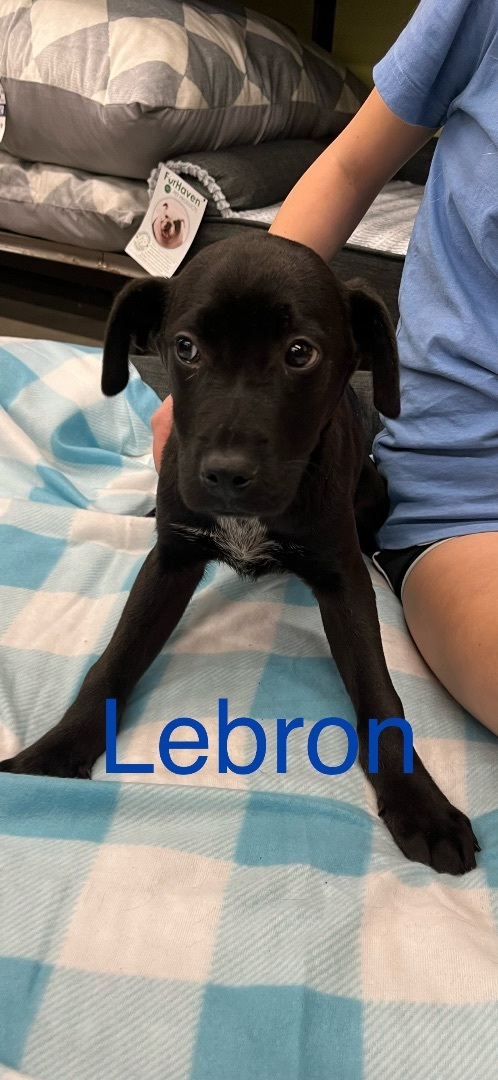 Dog for adoption - Magic. LeBron and Jordan , a Labrador Retriever Mix ...