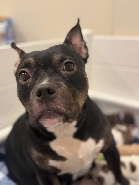 Brooklyn (Mom and 5 babies) Foster Needed