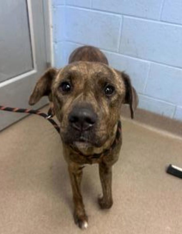 Dog for adoption - Pippin, a Plott Hound Mix in Buford, GA | Petfinder