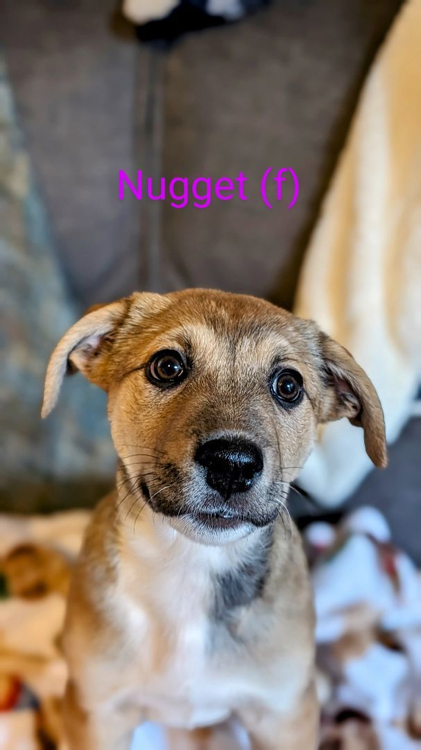 Nugget the Marvelous girl 