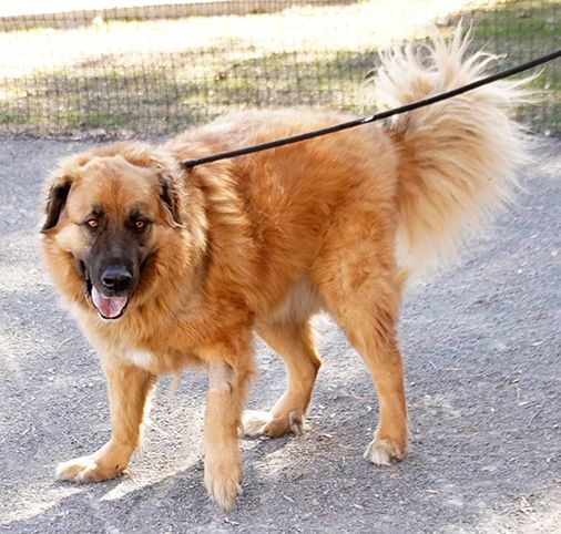 Petfinder leonberger store