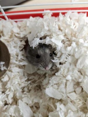 Petfinder hamsters best sale