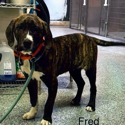 Fred 4