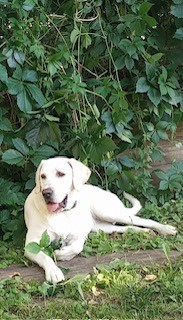Winnie, an adoptable Yellow Labrador Retriever in Lead, SD, 57754 | Photo Image 1