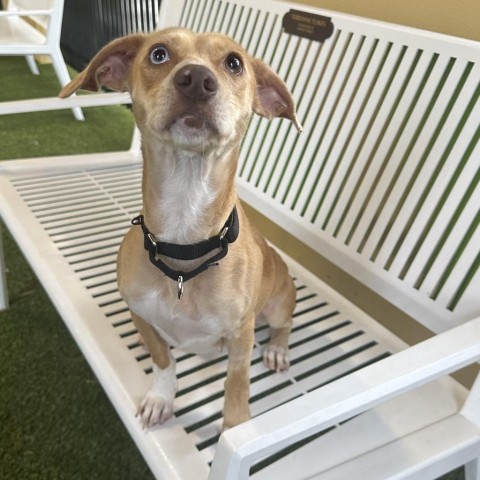 Winnie, an adoptable Dachshund & Chihuahua Mix in West Palm Beach, FL_image-2