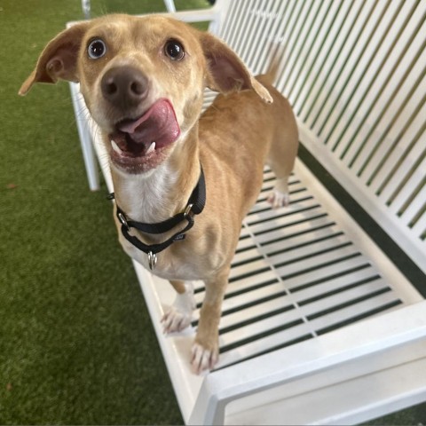 Winnie, an adoptable Dachshund & Chihuahua Mix in West Palm Beach, FL_image-4