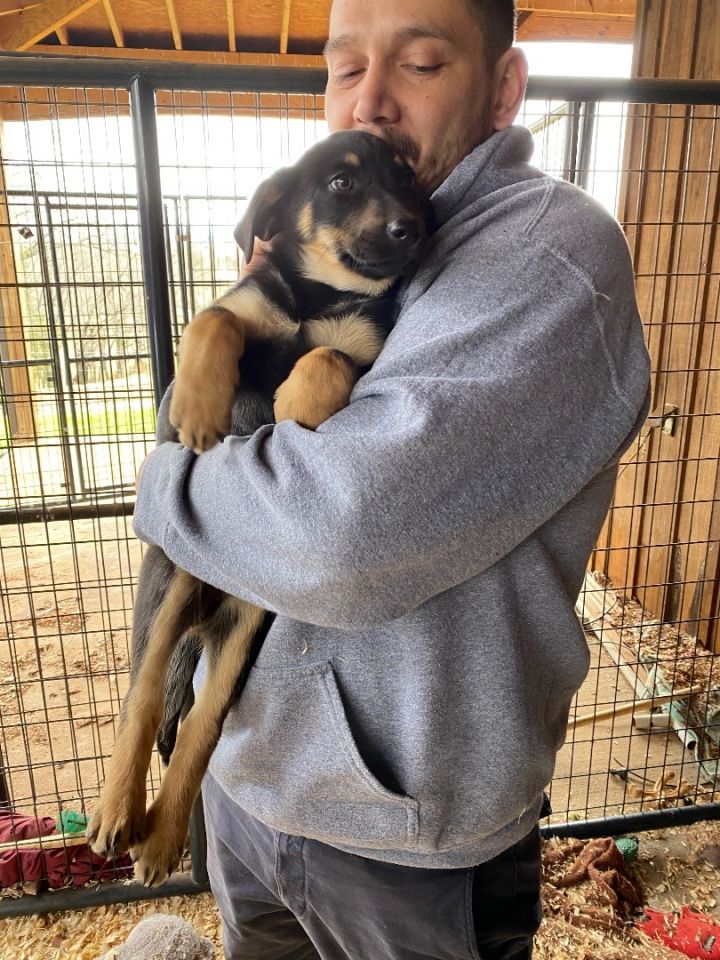 Dog for adoption Bonnie a German Shepherd Dog in HAMBURG PA