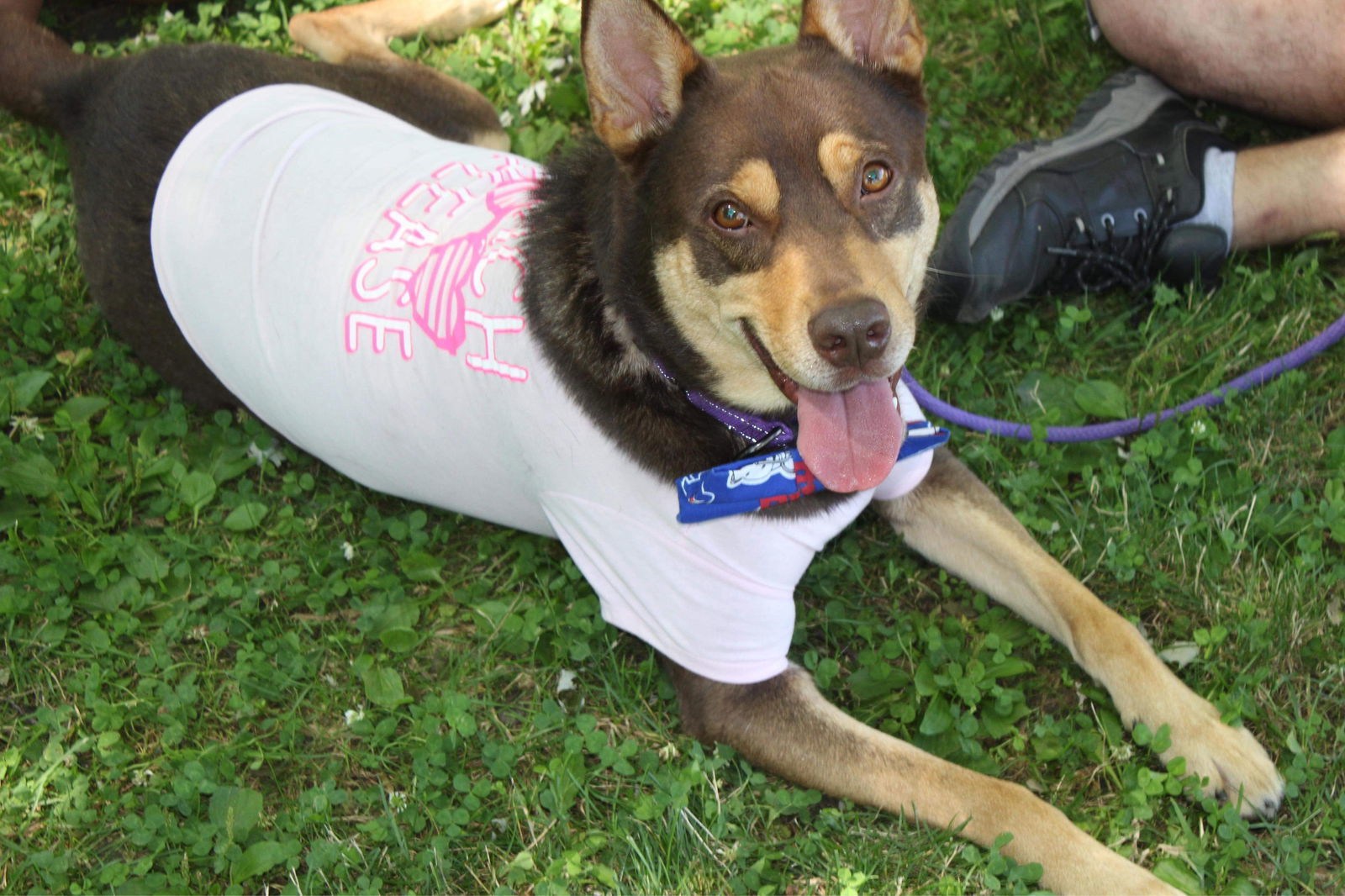 Buzz, an adoptable Australian Cattle Dog / Blue Heeler in Lockport, NY, 14095 | Photo Image 1