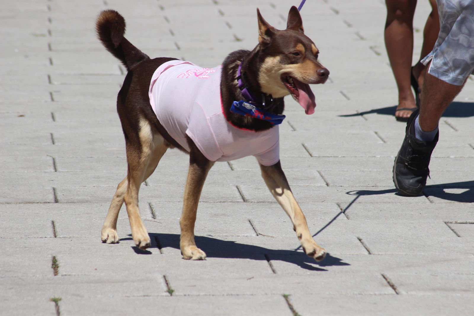 Buzz, an adoptable Australian Cattle Dog / Blue Heeler in Lockport, NY, 14095 | Photo Image 2