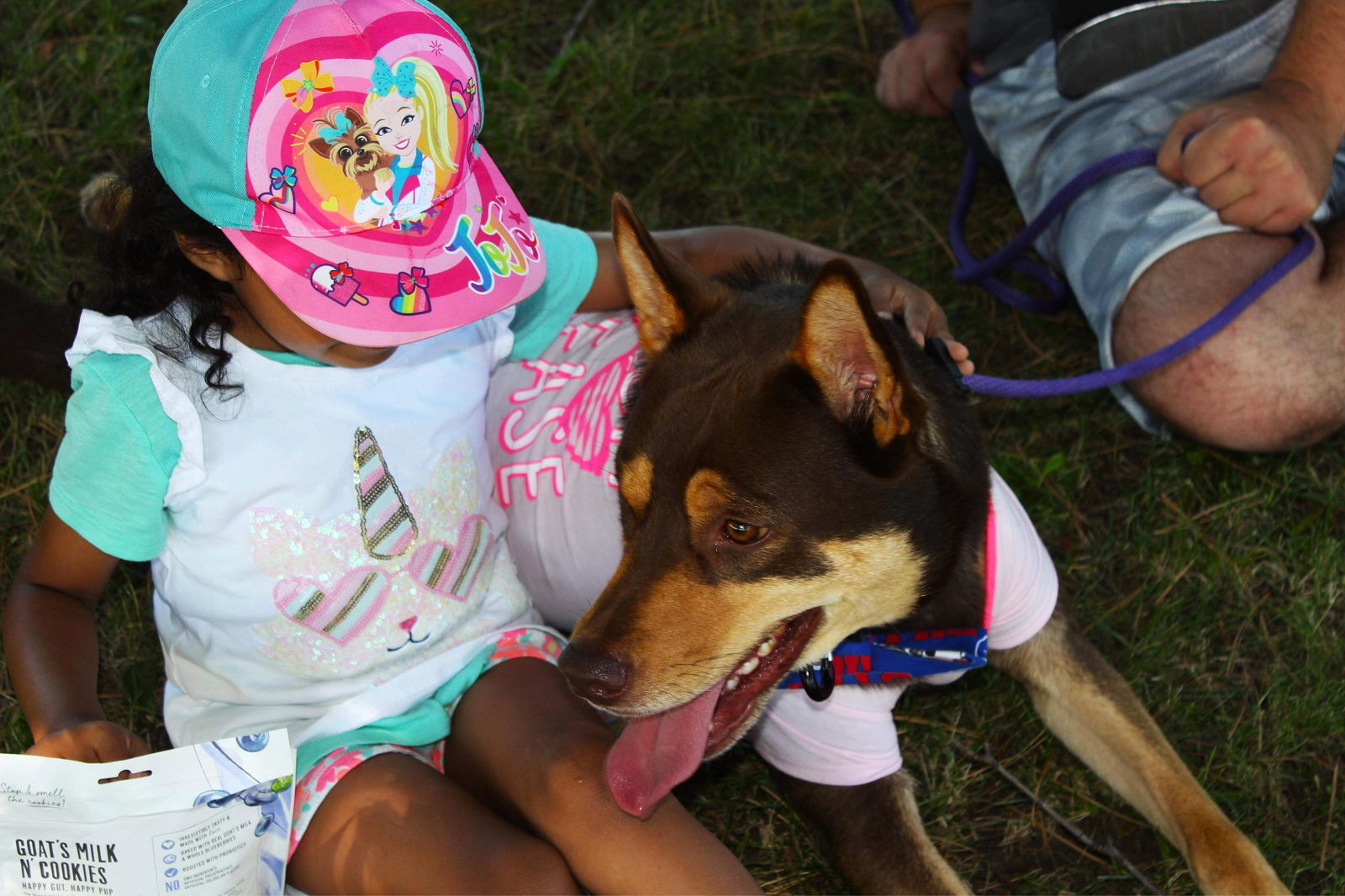 Buzz, an adoptable Australian Cattle Dog / Blue Heeler in Lockport, NY, 14095 | Photo Image 3