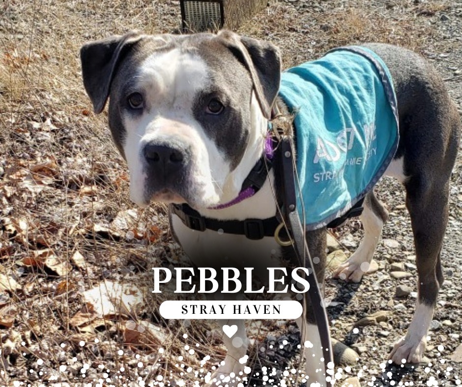 Pebbles detail page