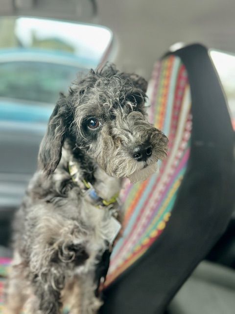 Dog for adoption - Deebo, a Cockapoo & Miniature Schnauzer Mix in ...