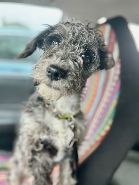 Dog for adoption - Deebo, a Cockapoo & Miniature Schnauzer Mix in ...