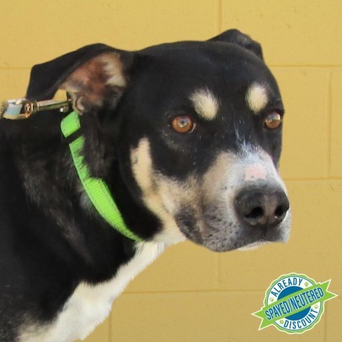 Zailey, an adoptable Mixed Breed in Las Cruces, NM, 88012 | Photo Image 1