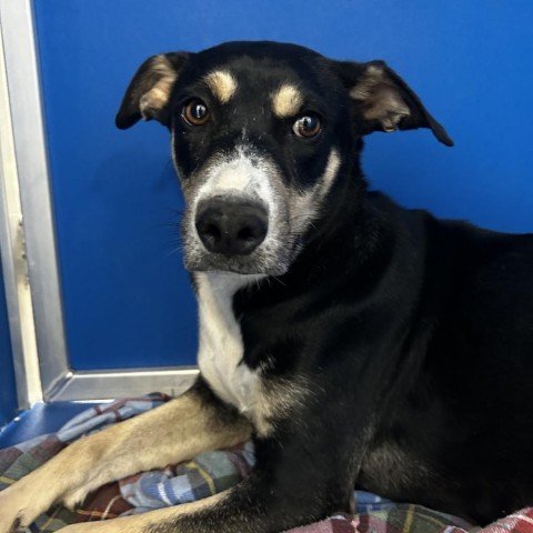 Zailey, an adoptable Mixed Breed in Las Cruces, NM, 88012 | Photo Image 2