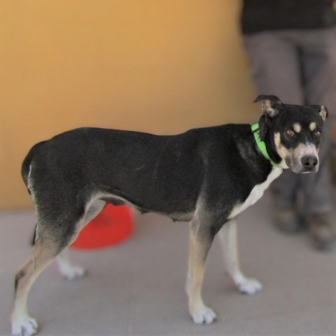 Zailey, an adoptable Mixed Breed in Las Cruces, NM, 88012 | Photo Image 5