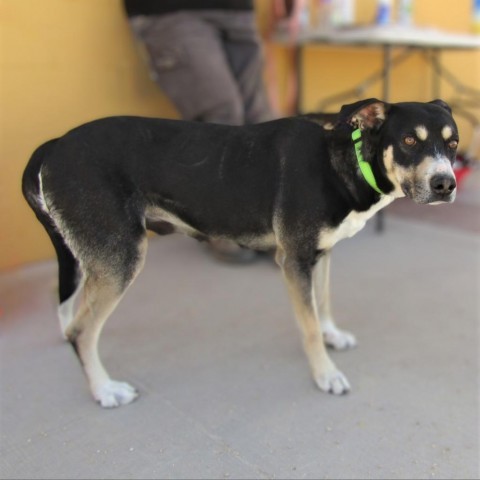 Zailey, an adoptable Mixed Breed in Las Cruces, NM, 88012 | Photo Image 6