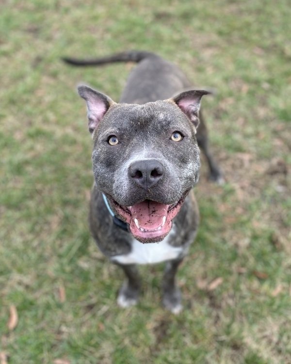 Bull terrier blue sales nose pitbull mix