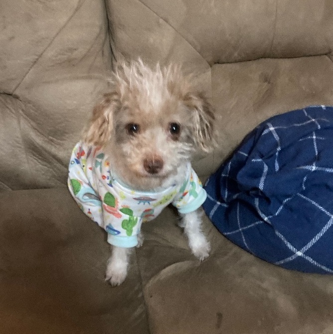 Jack russell miniature poodle cheap mix