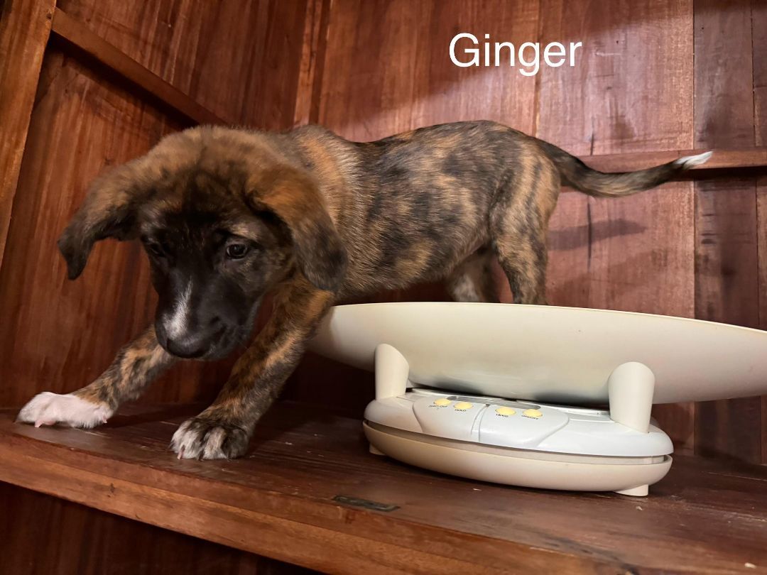 Ginger