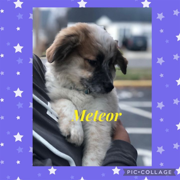 Meteor Puppy 3