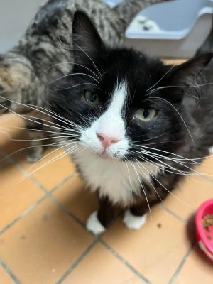 Jazzy, Adult Male Domestic Long Hair
