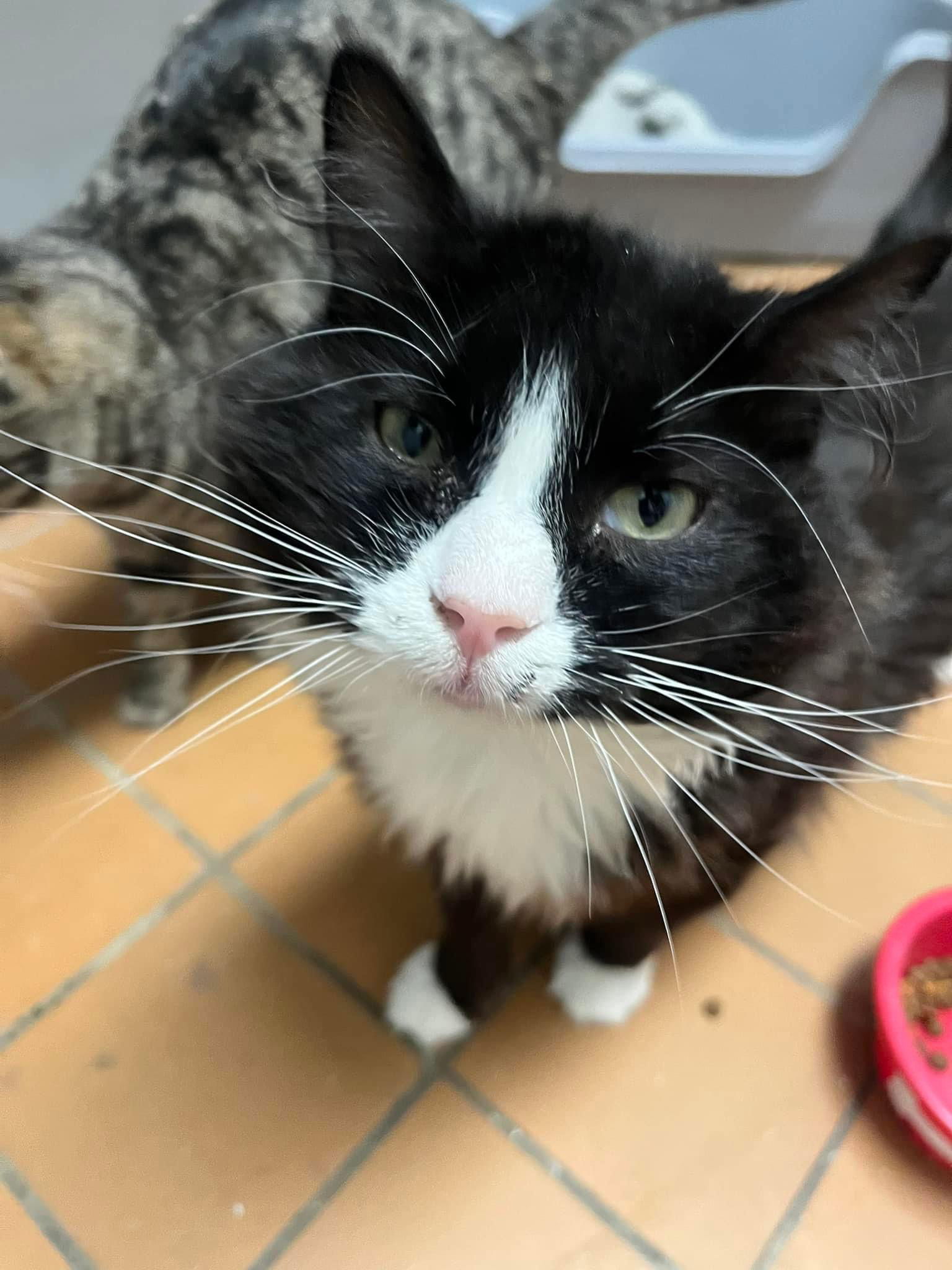 Jazzy, an adoptable Domestic Long Hair, Tuxedo in Cedar Rapids, IA, 52405 | Photo Image 1