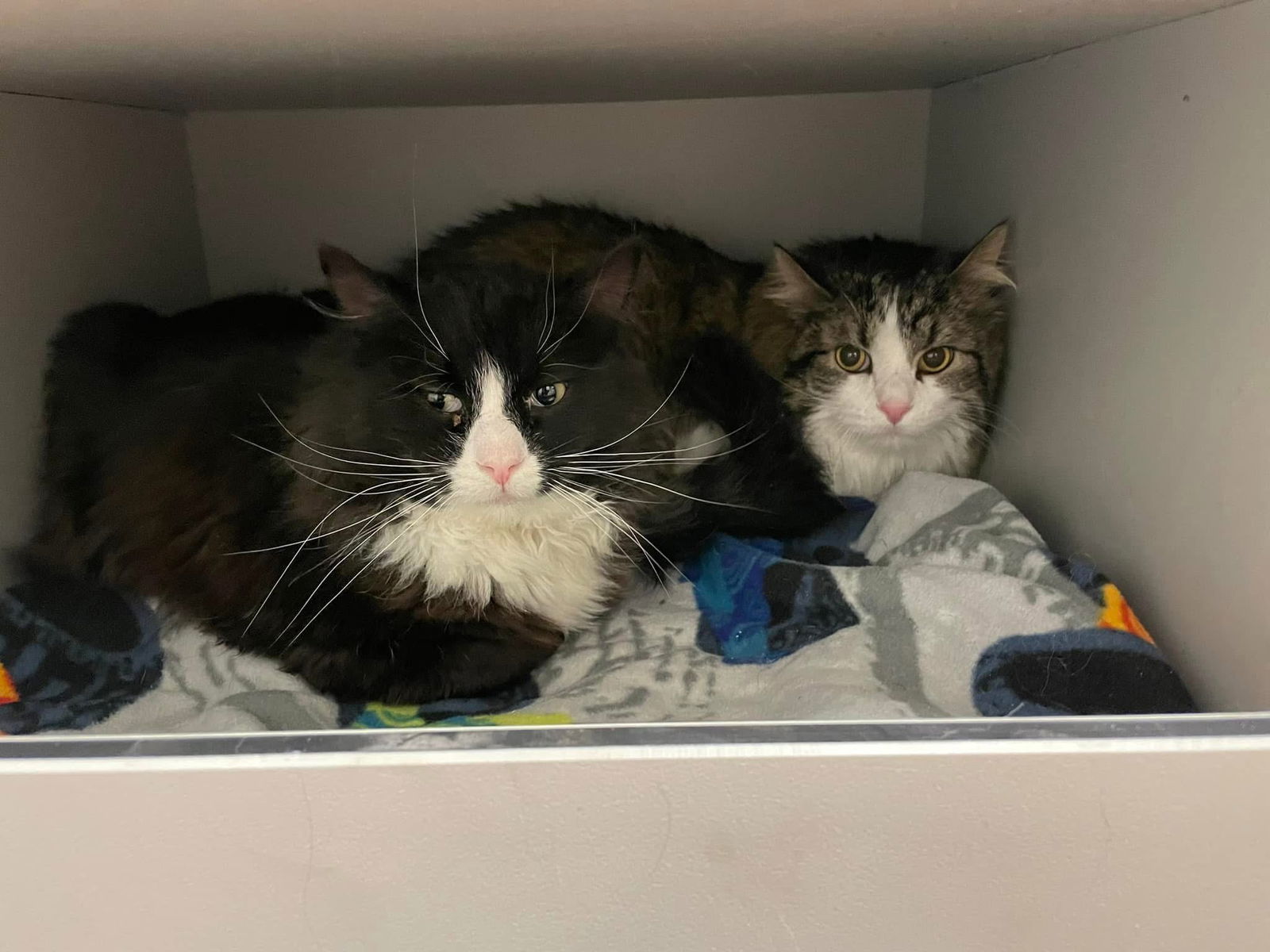 Jazzy, an adoptable Domestic Long Hair, Tuxedo in Cedar Rapids, IA, 52405 | Photo Image 2