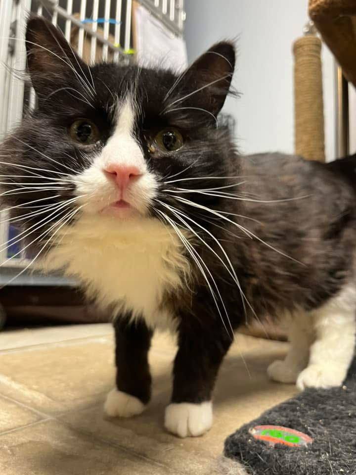 Jazzy, an adoptable Domestic Long Hair, Tuxedo in Cedar Rapids, IA, 52405 | Photo Image 3