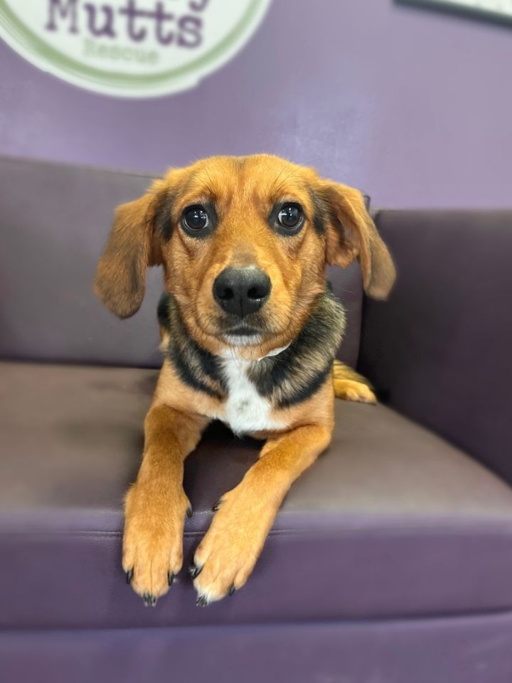 Ali in NH! Come Meet our Adoptable Dogs 2/16 and 2/17 More info in Bio! , an adopted Beagle Mix in Manchester, NH_image-2