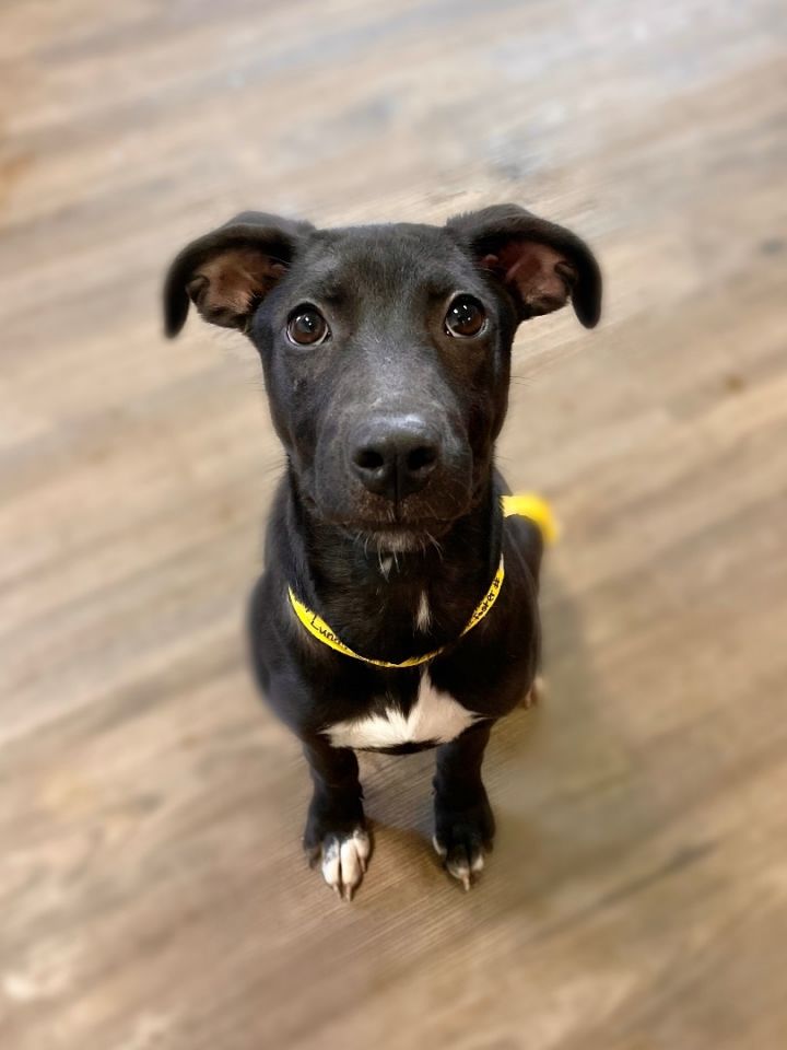 Simone in NH! Come Meet our Adoptable Dogs 2/23 and 2/24 More info in Bio! , an adopted Black Labrador Retriever Mix in Manchester, NH_image-1