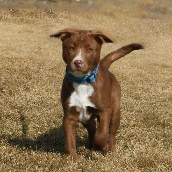 Colton, an adoptable Border Collie Mix in Pierre, SD_image-1