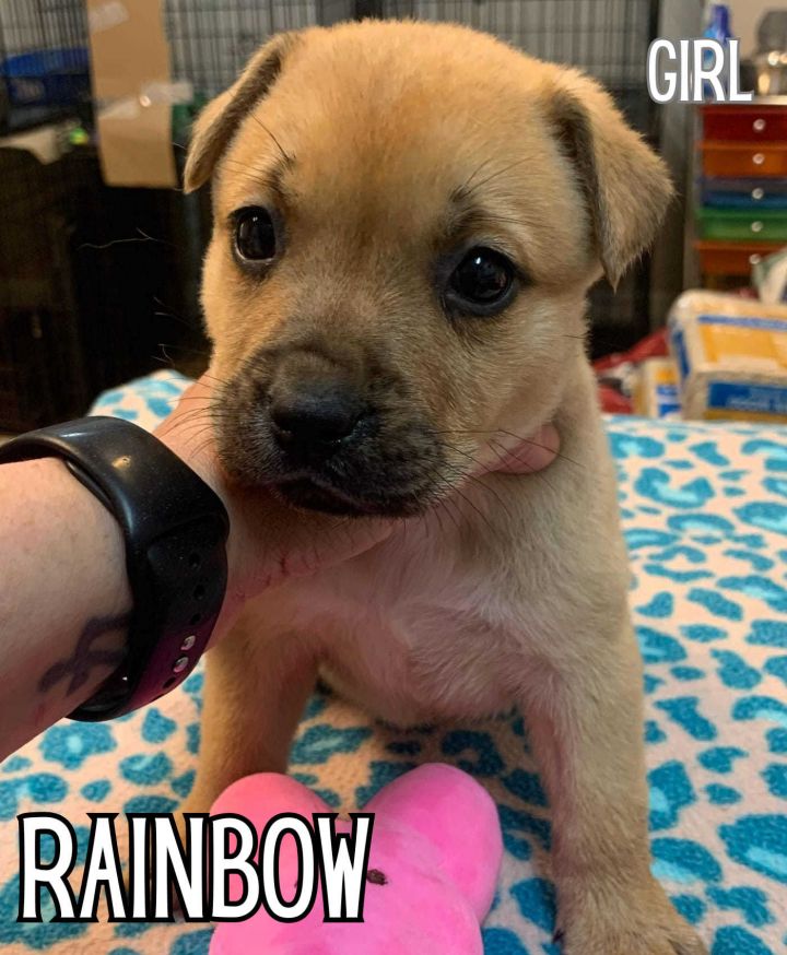 Dog for adoption Rainbow MA RI CT Eligible a Labrador