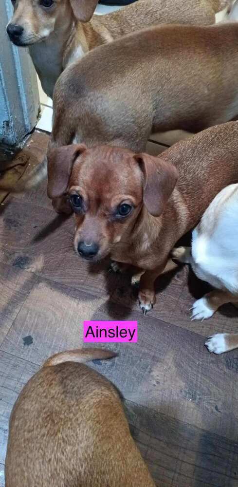 Ainsley (Doxie Crew)