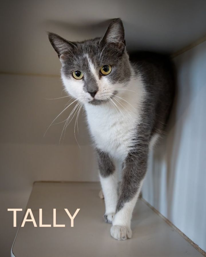 Tally (FCID# 02/08/2024-4 Trainer) 3