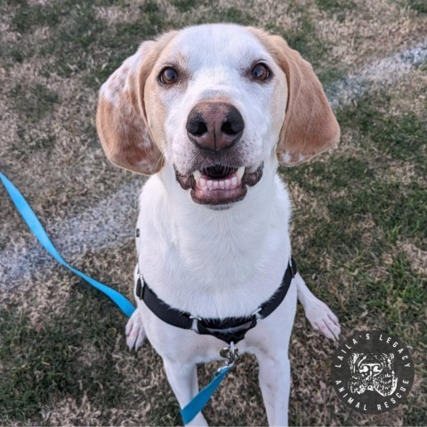 Inca, an adoptable Foxhound in Washington, DC, 20020 | Photo Image 1