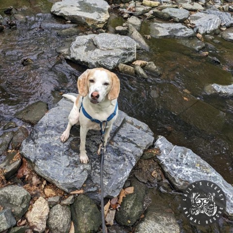 Inca, an adoptable Foxhound in Washington, DC, 20020 | Photo Image 2