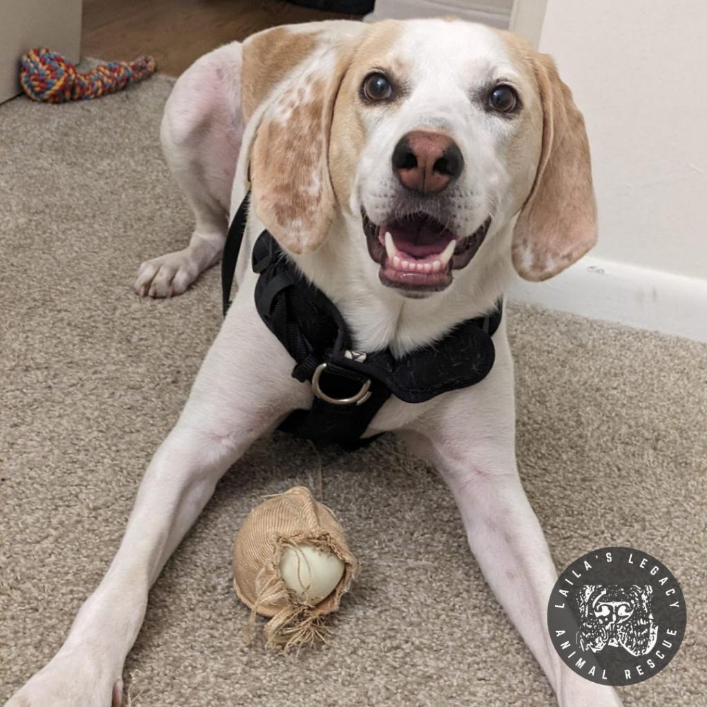 Inca, an adoptable Foxhound in Washington, DC, 20020 | Photo Image 2