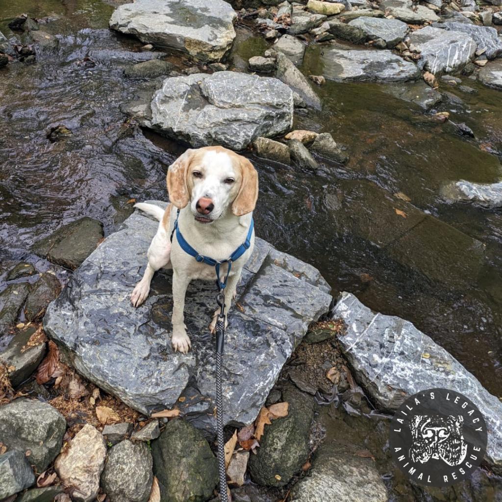 Inca, an adoptable Foxhound in Washington, DC, 20020 | Photo Image 3