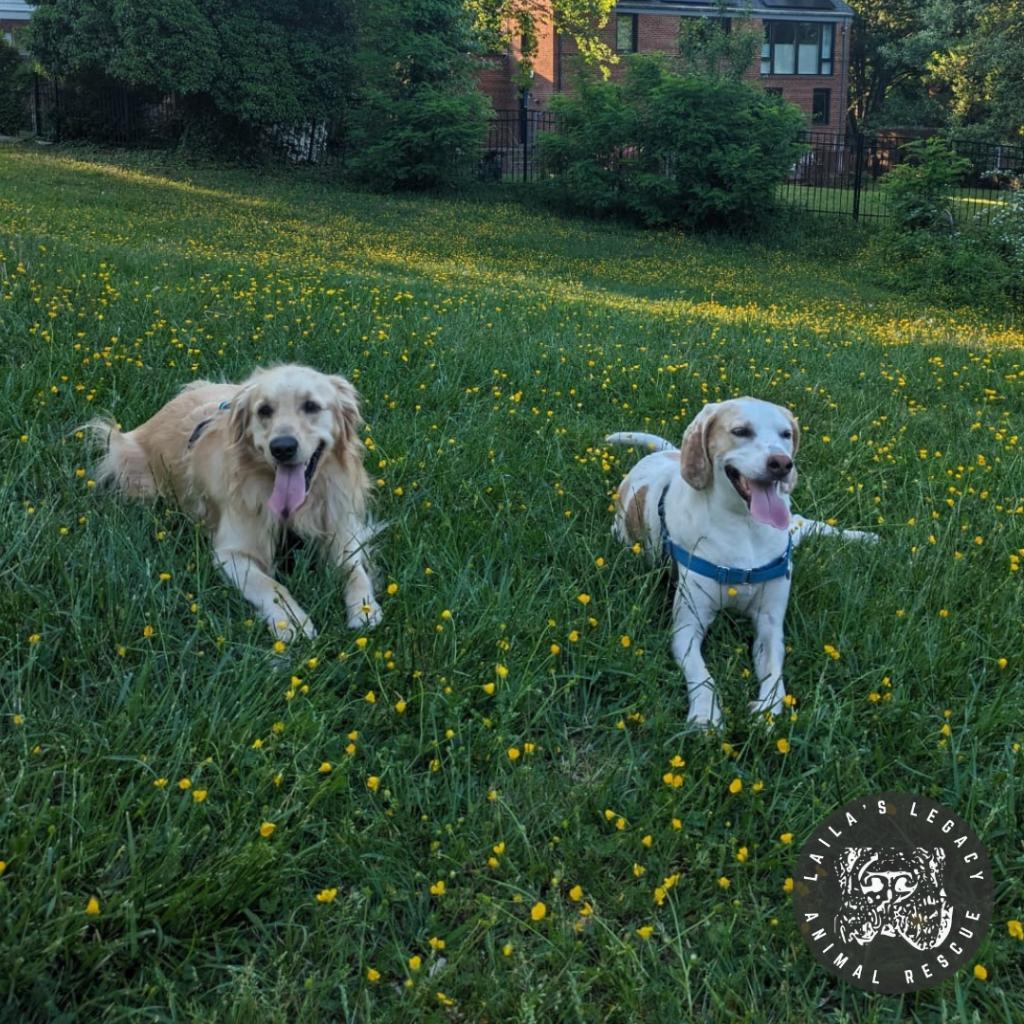 Inca, an adoptable Foxhound in Washington, DC, 20020 | Photo Image 4