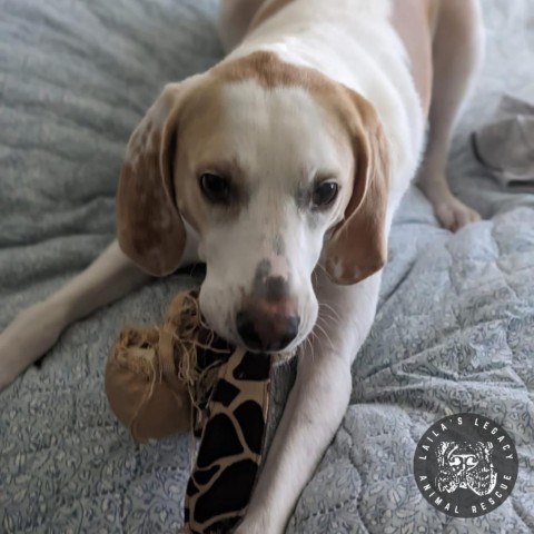 Inca, an adoptable Foxhound in Washington, DC, 20020 | Photo Image 6