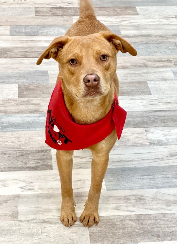 Ridgeback sales bulldog mix