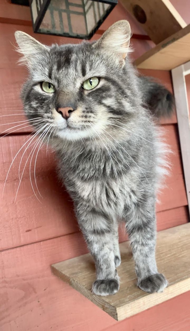 Medium hair gray store cat