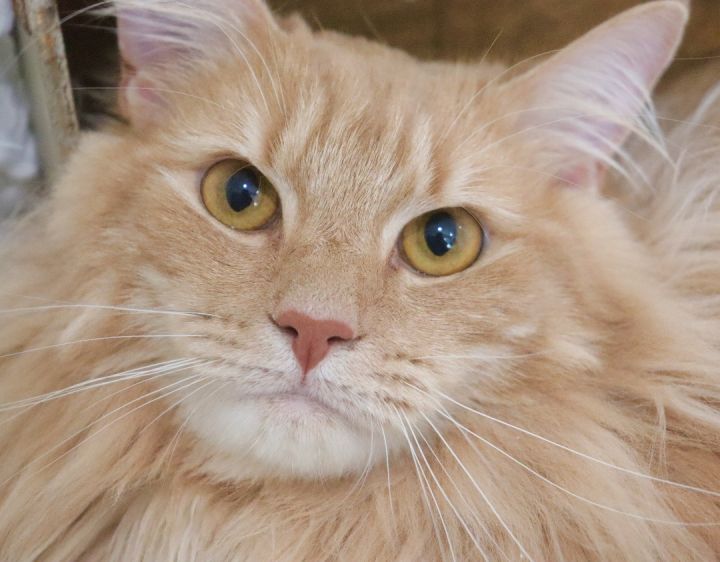 Bojangles, an adopted Maine Coon & Norwegian Forest Cat Mix in Saint Augustine, FL_image-5