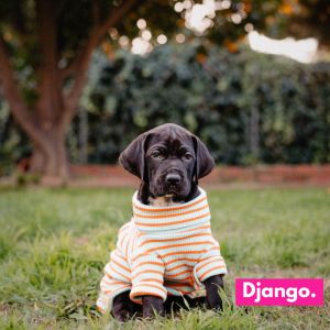 Django is a purebred Great Dane puppy born to a beautiful Dane Mom who was sadly quite neglected and