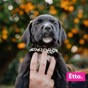 Etta is a purebred Great Dane puppy born to a beautiful Dane Mom who was sadly quite neglected and l